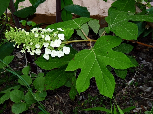 {Hydrangea quercifolia}